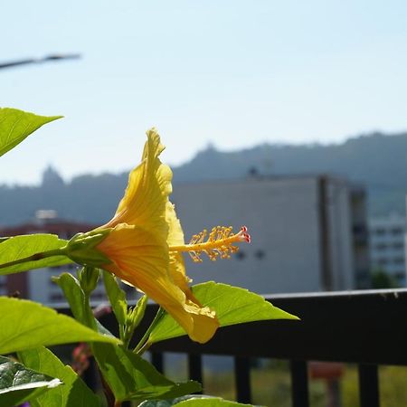 Jardim Da Celeste Appartement Viana do Castelo Buitenkant foto